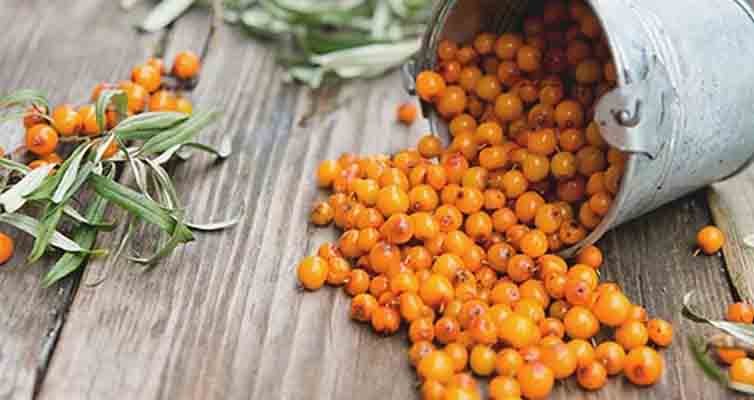 ESPINO AMARILLO ENERGIA PARA TU PIEL Y SALUD